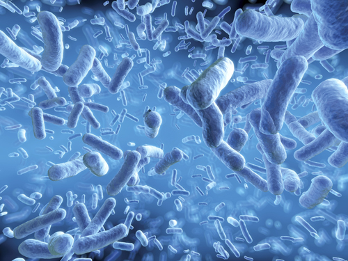 bacteria