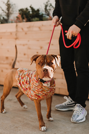 Priceless Pet Rescue - Quinn Pit Mix Female