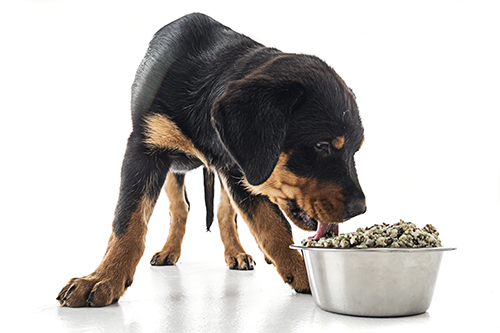 Puppy eating food
