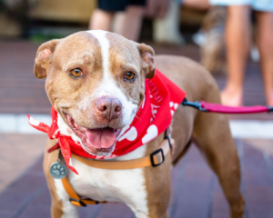 Cutest Dogs Contest at Outlets at San Clemente