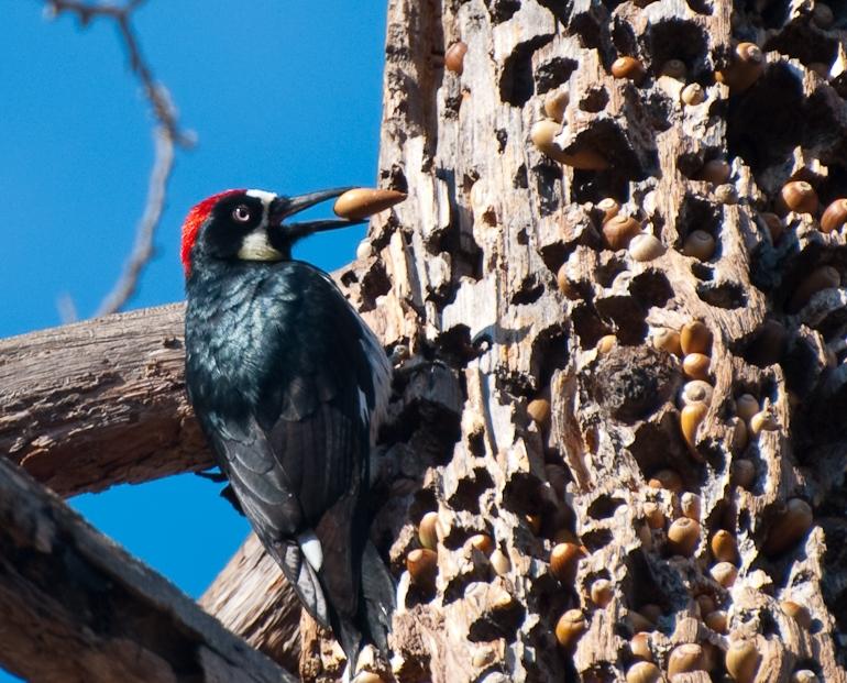 Earth Day Bird Safari