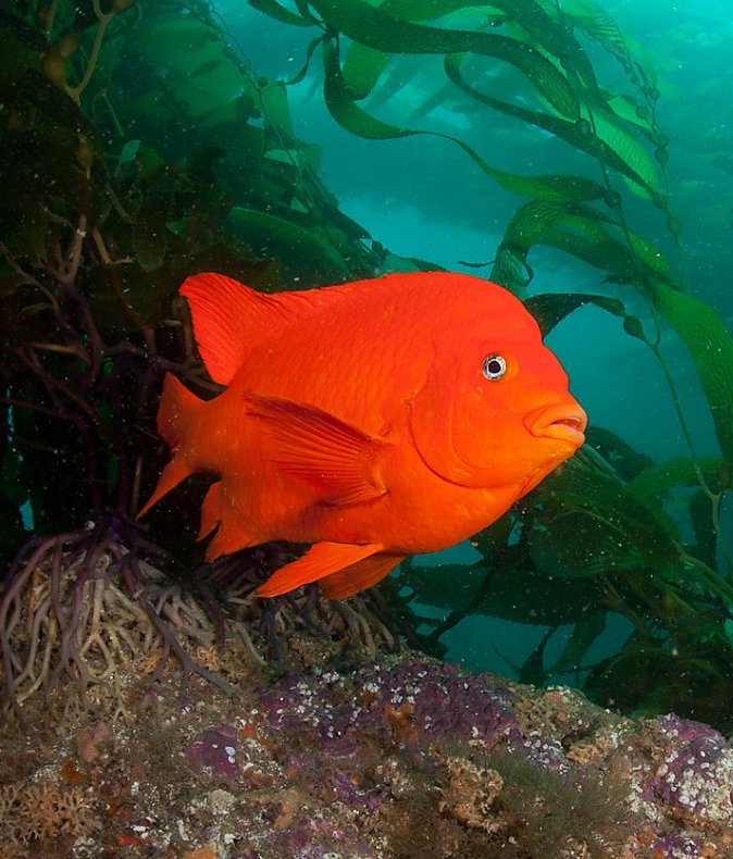 Southern California Gallery Re-Opening