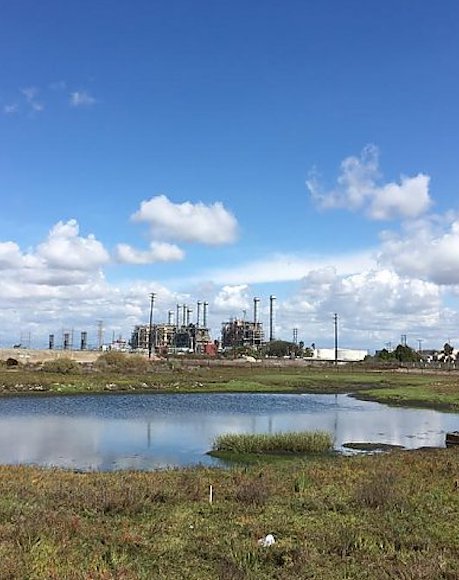Aquarium of the Pacific’s Volunteer Programs