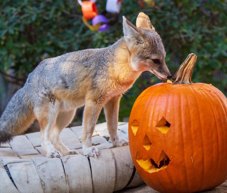 OC Zoo’s Halloween Zoo-Tacular