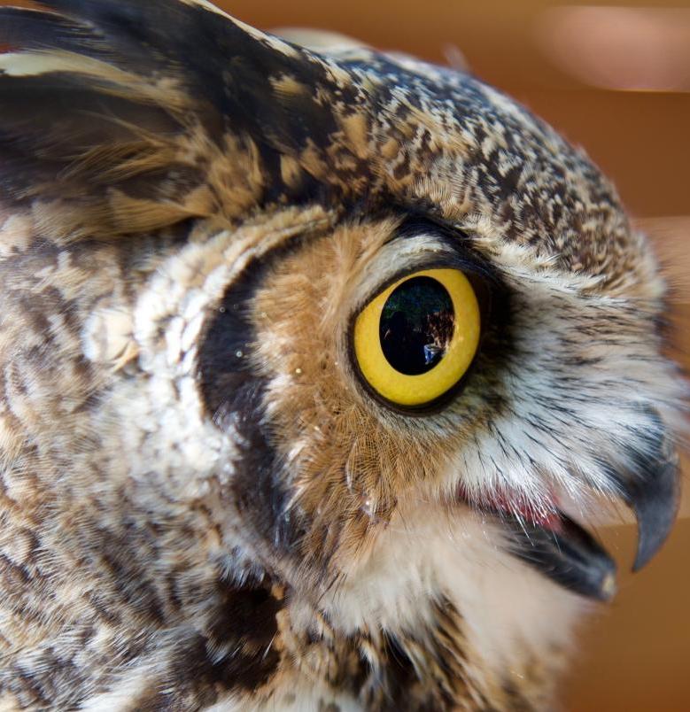 Outrageous Owls Programs