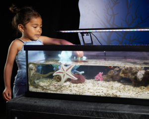 Remi Rivera gets up close with sea life at Discovery Cube OC